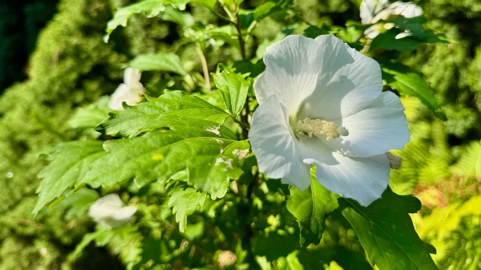 10 flores que traerán suerte y prosperidad: qué plantar en el jardín en 2026