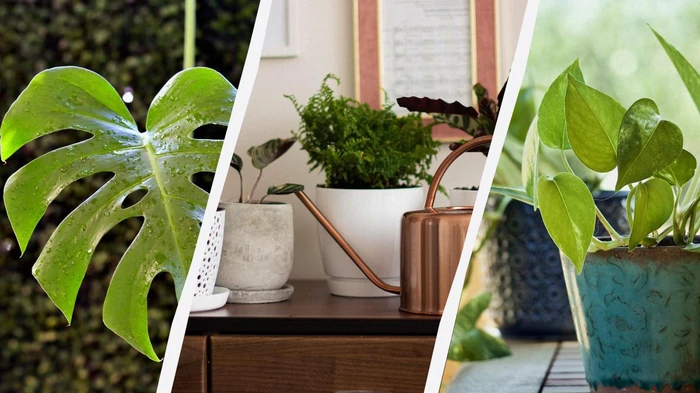 10 plantas de interior que crecen bien con luz artificial