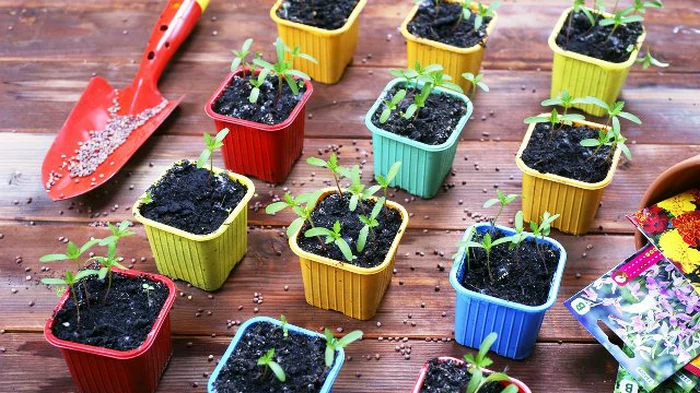 Calendario de siembra preciso para febrero de 2026: los mejores días para plantar los semilleros