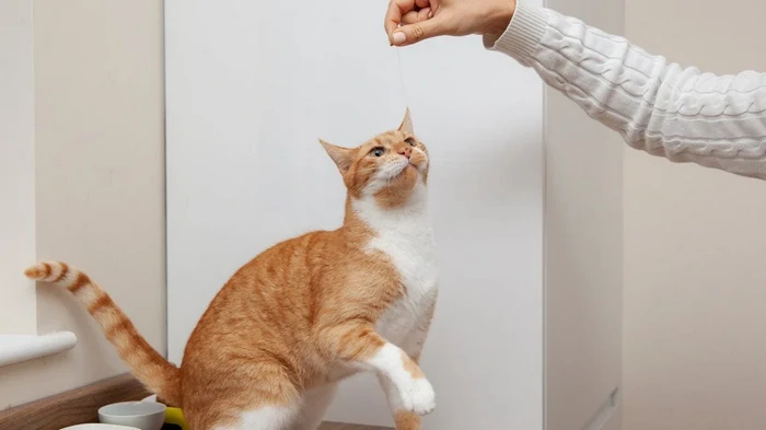 Cómo eliminar definitivamente el olor de la bandeja sanitaria del gato: sencillos consejos y trucos veterinarios