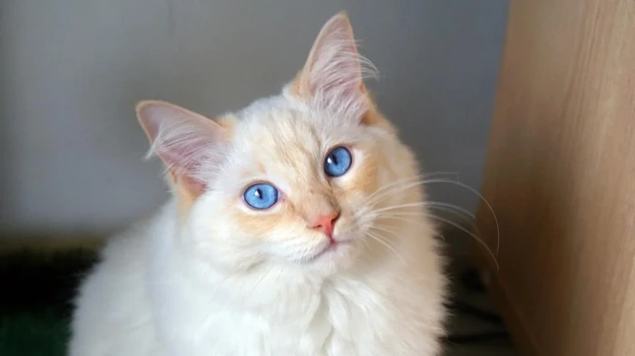 Cuáles son los gatos más bonitos del mundo: el veterinario nombra a las 6 razas más hermosas