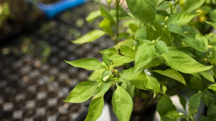 Cuándo sembrar pimientos para semilleros en 2026: días favorables y desfavorables según el calendario lunar