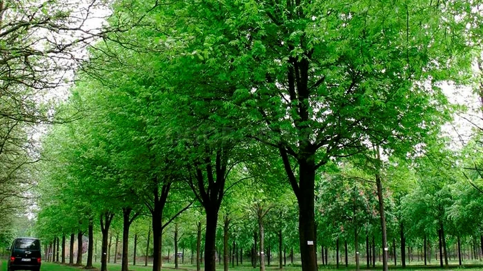 Estos árboles pueden destruir tu jardín y tu casa: los expertos advierten de la amenaza