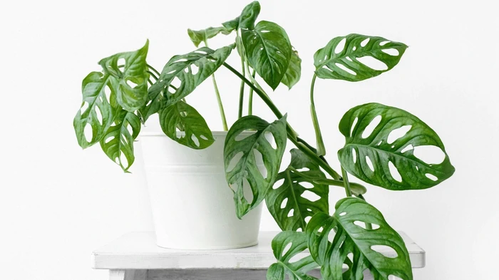 La monstera no debe cultivarse en casa, y he aquí por qué: 3 razones por las que son peligrosas