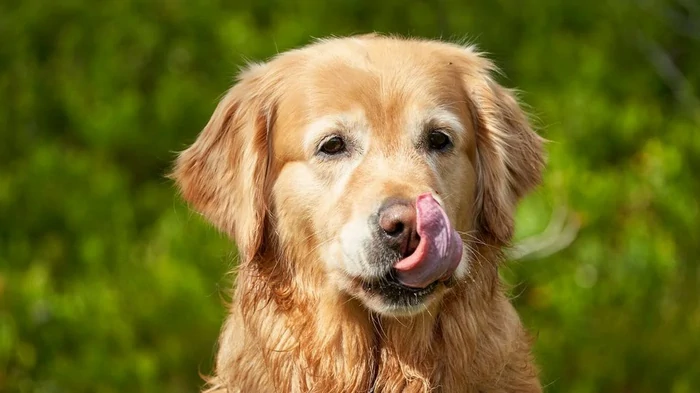 Las 7 razas de perros más amables: las que recomiendan los veterinarios para familias con niños y para quienes los adquieren por primera vez