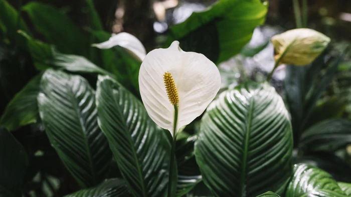 Los expertos han designado el lugar ideal para el spathiphyllum: florecerá todo el año