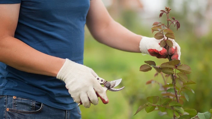 Puede que no sobrevivan: qué plantas no deben podarse para el invierno y la invernada