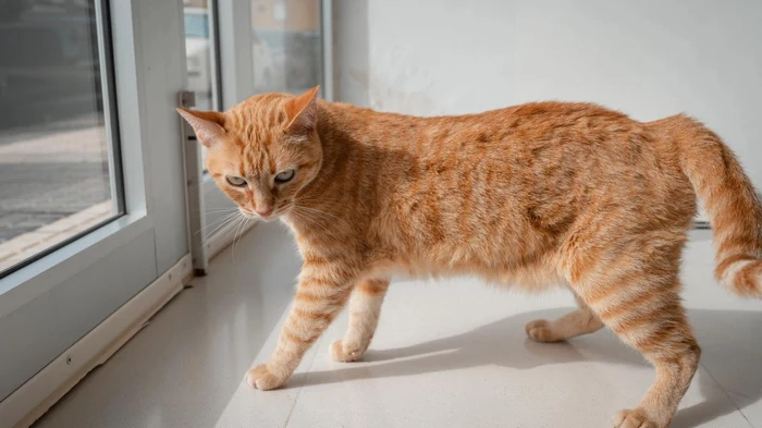 Qué es la bolsa bajo la barriga del gato: cómo se llama y si merece la pena alarmarse