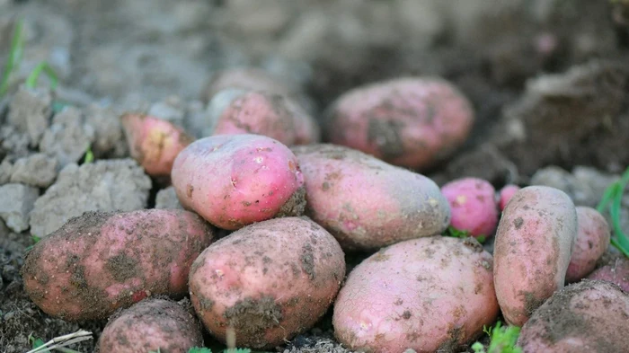 Qué variedades de patata son las más sabrosas: con almidón, buenas para hervir