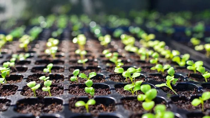 Ya en mayo habrá un huerto completo: qué sembrar en febrero para los plantones